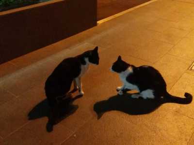 Felix e Batman sono inseparabili e giocherelloni: li osserviamo mentre si impegnano in una lotta giocosa che sembra un balletto coreografato...